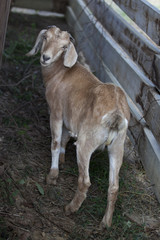 Curious brown goat in small barn stable.