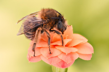 Extreme magnification - Bee pollinating flower