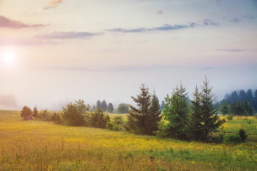 Obraz premium beautiful summer landscape