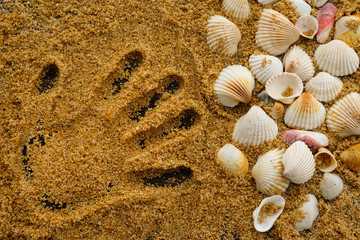 Seashells and trace of human hand on the sand