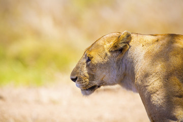 Close up of one large wild lioness in Africa