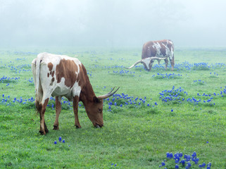 Texas Longhorn cows graze in a meadow with flowering lupines in the early morning in a fog