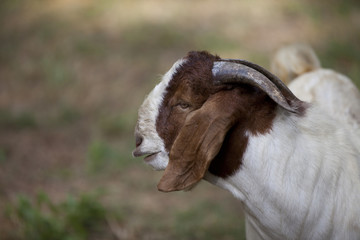 Large billy goat profile.