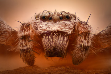 Extreme magnification - Crab spider head