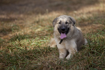 Large, friendly dog laying in overgrown green grass.