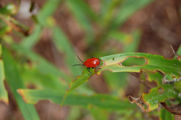 Scarlet Lily Beetle and its Damage