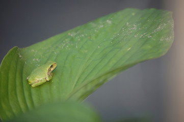 Tree Frog on a Hosta Leaf