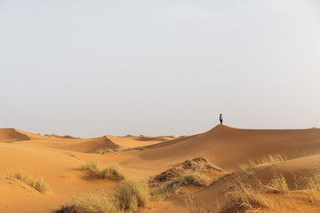 Gold desert in sunset.