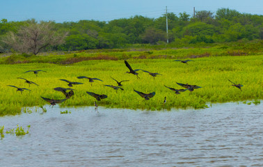 Flock of Birds in Flight