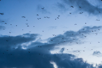 A flock of birds in the clear with clouds blue sky in the dusk