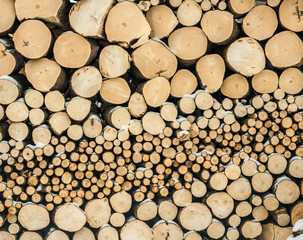 A log of fire wood 