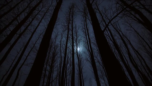 Night in the forest time lapse