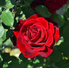 Rose variety Don Juan