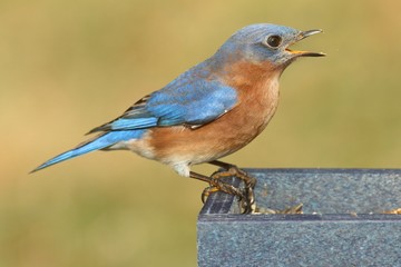 Male Eastern Bluebird (Sialia sialis)