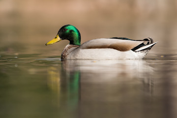 Mallard, Duck, Anas platyrhynchos