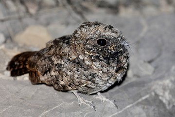 Common Poorwill Phalaenoptilus nuttallii