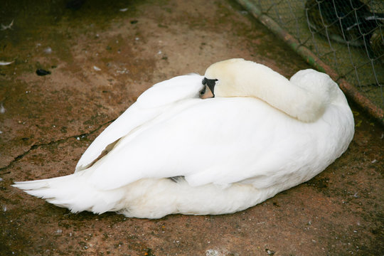 Swan sleeping on floor