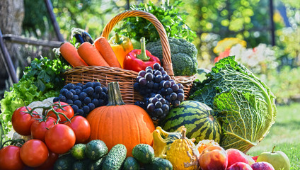 Variety of fresh organic vegetables and fruits in the garden