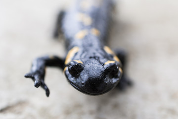 Salamandra salamandra