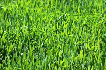 Young wheat swaying in the wind in a field-Selective shallow focus on a middle of an image to convey motion