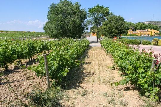 The vineyards of the winery Torros in Catalonia (Spain). May 2006.