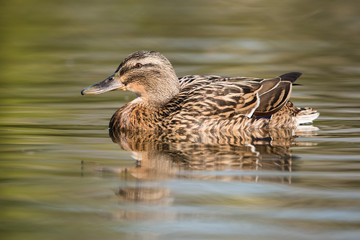 Mallard, Duck, Anas platyrhynchos