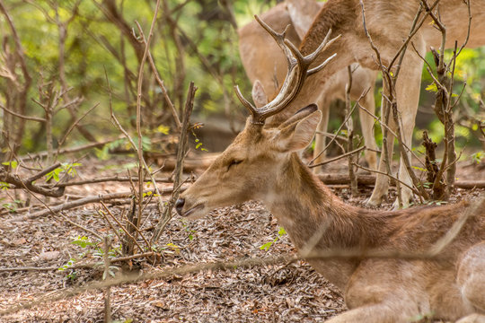 deer