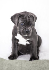 Puppy Cane Corso gray color on the background