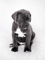 Puppy Cane Corso gray color on the background