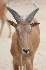 Head of Brown Goat or Capra Hirous.