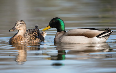 Mallard, Duck, Anas platyrhynchos