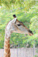 Head of a giraffe.