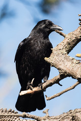 Carrion Crow, Crow, Corvus Corone