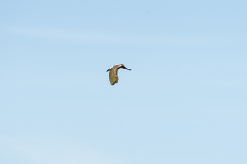 Northern Flicker wings spread wide
