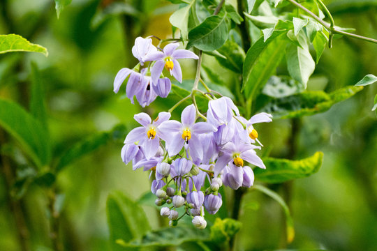 Hanging clump of purple flower with yellow centre