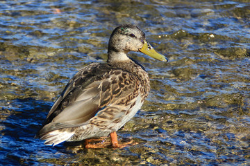 Wild duck in the shallow water