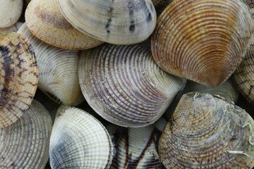 animal sea of RIDGED VENUS CLAM.