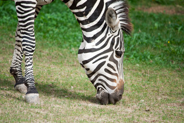 Fototapeta na wymiar closeup of Zebra Head
