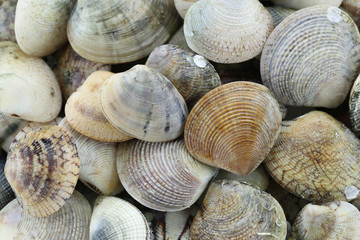 animal sea of RIDGED VENUS CLAM.