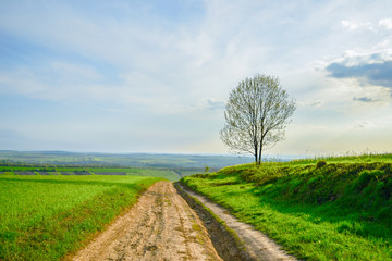 road in field, summer 