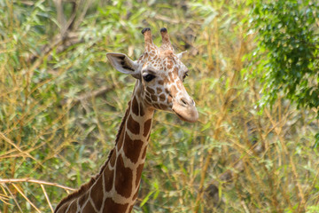 Giraffe