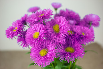 Fototapeta premium flowers, gift spring bouquet. declaration of love.