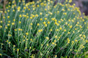 Abstract background of wild flower " amarantos " or " sempre viva ", Crete, Greece