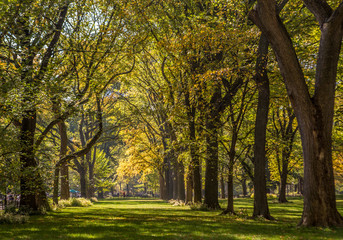 Naklejka premium Piękny park w pięknym mieście .. Central Park. Obszar Mall w Central Parku jesienią., Nowy Jork, USA