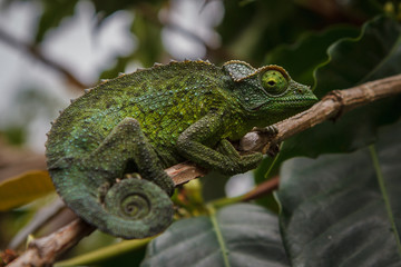 Chameleon on Coffee Tree