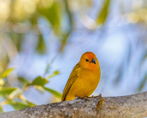 Saffron Finch is the Yellow Bird of Happiness