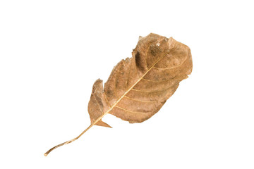 Dry leaf on white background