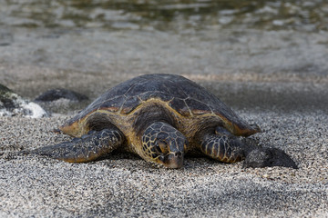 Endangered Hawaiian Sea Turtle on Beach 