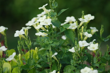 ciel nuage plage fleur plante botanique exterieur printemps nature papillon baie jardin lezard reptile