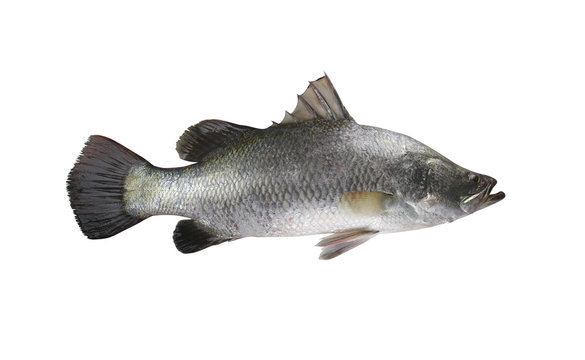 White sea bass fish isolated on white background.